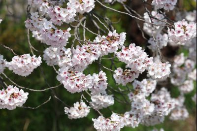 발안천 벚꽃길 풍경 C1KS5069_resize.JPG