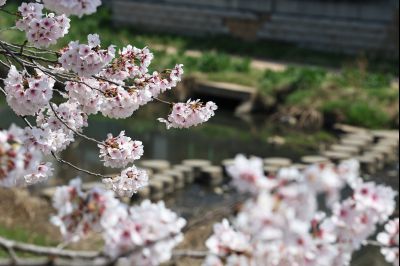 발안천 벚꽃길 풍경 C1KS5071_resize.JPG
