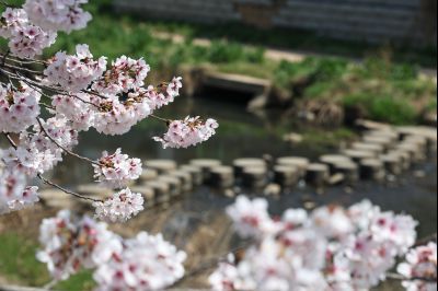 발안천 벚꽃길 풍경 C1KS5072_resize.JPG