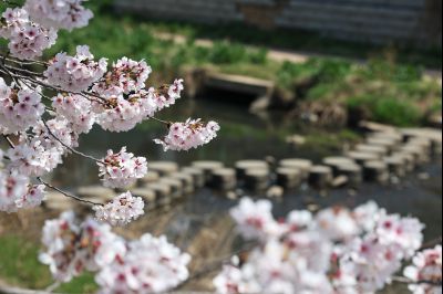 발안천 벚꽃길 풍경 C1KS5073_resize.JPG