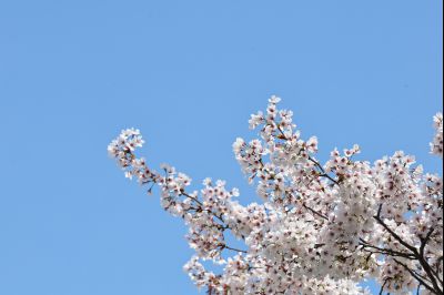 발안천 벚꽃길 풍경 C1KS5074_resize.JPG