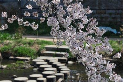 발안천 벚꽃길 풍경 C1KS5075_resize.JPG