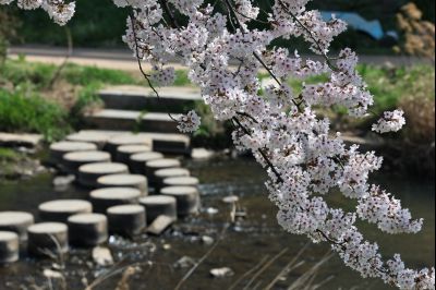 발안천 벚꽃길 풍경 C1KS5076_resize.JPG