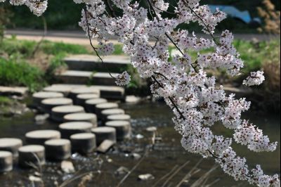 발안천 벚꽃길 풍경 C1KS5077_resize.JPG