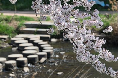 발안천 벚꽃길 풍경 C1KS5078_resize.JPG