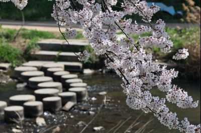 발안천 벚꽃길 풍경 C1KS5079_resize.JPG