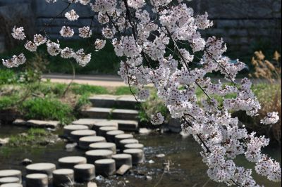발안천 벚꽃길 풍경 C1KS5082_resize.JPG