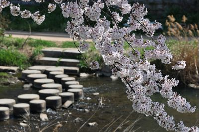 발안천 벚꽃길 풍경 C1KS5084_resize.JPG