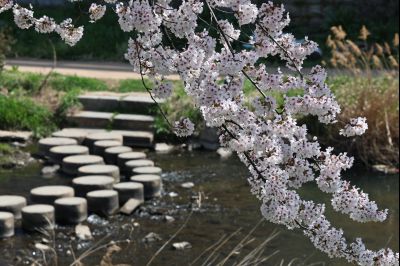 발안천 벚꽃길 풍경 C1KS5085_resize.JPG