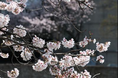 발안천 벚꽃길 풍경 C1KS5089_resize.JPG