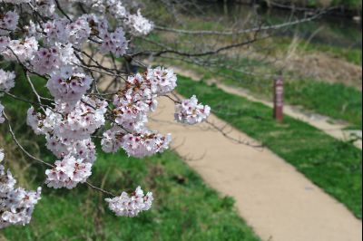 발안천 벚꽃길 풍경 C1KS5090_resize.JPG