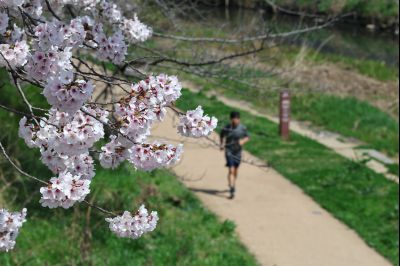 발안천 벚꽃길 풍경 C1KS5091_resize.JPG