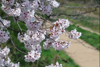 발안천 벚꽃길 풍경 C1KS5092_resize.JPG