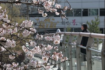 발안천 벚꽃길 풍경 C1KS5095_resize.JPG