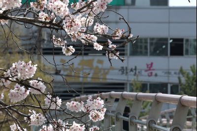 발안천 벚꽃길 풍경 C1KS5097_resize.JPG