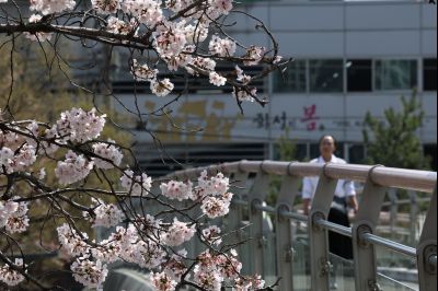 발안천 벚꽃길 풍경 C1KS5099_resize.JPG