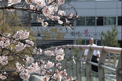 발안천 벚꽃길 풍경 C1KS5101_resize.JPG