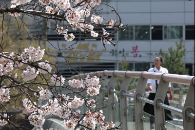 발안천 벚꽃길 풍경 C1KS5102_resize.JPG