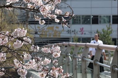 발안천 벚꽃길 풍경 C1KS5103_resize.JPG