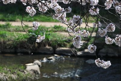 발안천 벚꽃길 풍경 C1KS5105_resize.JPG