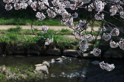 발안천 벚꽃길 풍경 C1KS5106_resize.JPG