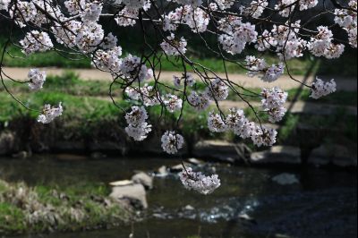 발안천 벚꽃길 풍경 C1KS5107_resize.JPG