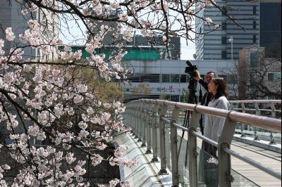 발안천 벚꽃길 풍경 C1KS5111_resize.JPG
