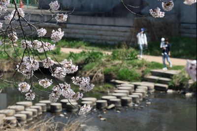 발안천 벚꽃길 풍경 C1KS5115_resize.JPG