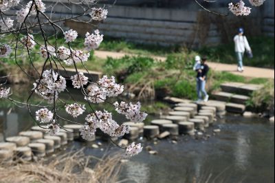 발안천 벚꽃길 풍경 C1KS5116_resize.JPG