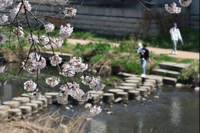 발안천 벚꽃길 풍경 C1KS5118_resize.JPG