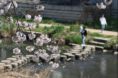 발안천 벚꽃길 풍경 C1KS5119_resize.JPG