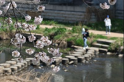 발안천 벚꽃길 풍경 C1KS5121_resize.JPG