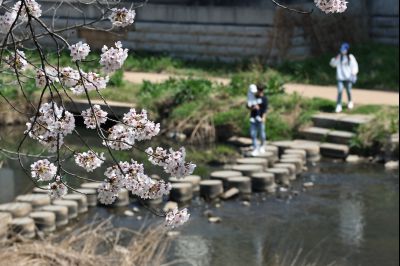 발안천 벚꽃길 풍경 C1KS5122_resize.JPG