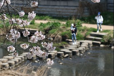 발안천 벚꽃길 풍경 C1KS5123_resize.JPG