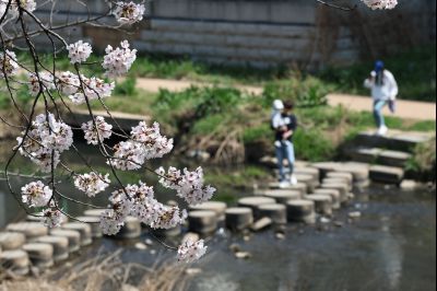 발안천 벚꽃길 풍경 C1KS5125_resize.JPG