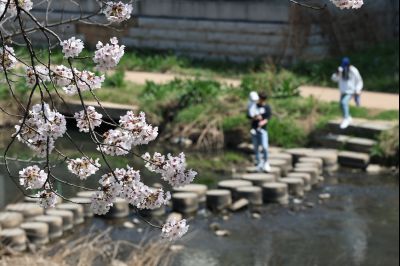 발안천 벚꽃길 풍경 C1KS5126_resize.JPG