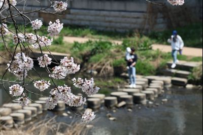발안천 벚꽃길 풍경 C1KS5127_resize.JPG