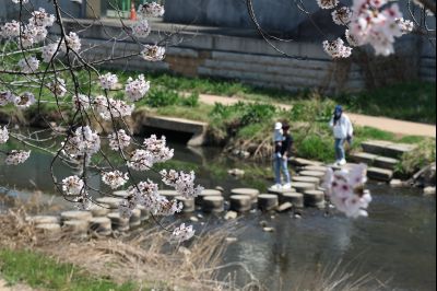 발안천 벚꽃길 풍경 C1KS5129_resize.JPG