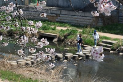 발안천 벚꽃길 풍경 C1KS5130_resize.JPG