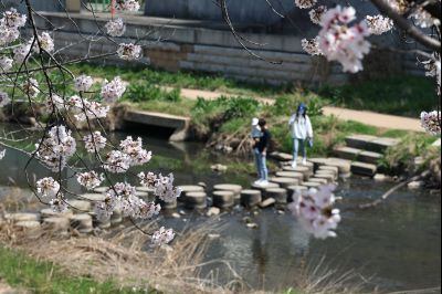 발안천 벚꽃길 풍경 C1KS5131_resize.JPG