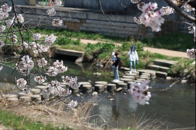 발안천 벚꽃길 풍경 C1KS5132_resize.JPG