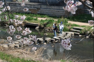 발안천 벚꽃길 풍경 C1KS5134_resize.JPG