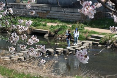 발안천 벚꽃길 풍경 C1KS5135_resize.JPG