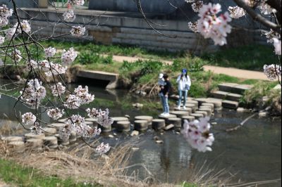 발안천 벚꽃길 풍경 C1KS5136_resize.JPG