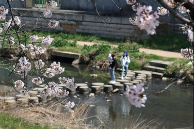 발안천 벚꽃길 풍경 C1KS5137_resize.JPG