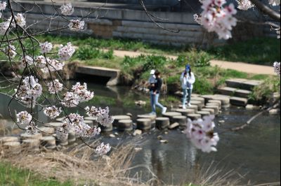 발안천 벚꽃길 풍경 C1KS5138_resize.JPG