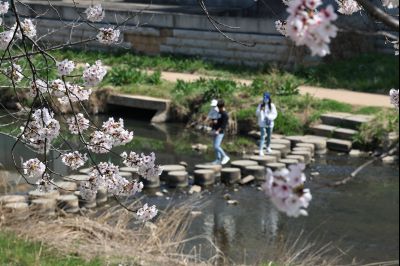 발안천 벚꽃길 풍경 C1KS5139_resize.JPG