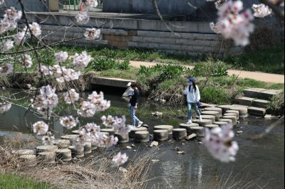 발안천 벚꽃길 풍경 C1KS5141_resize.JPG