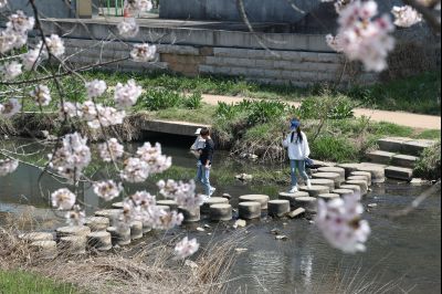 발안천 벚꽃길 풍경 C1KS5142_resize.JPG