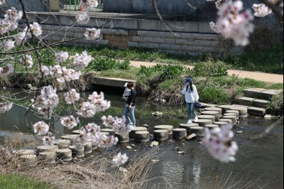 발안천 벚꽃길 풍경 C1KS5143_resize.JPG